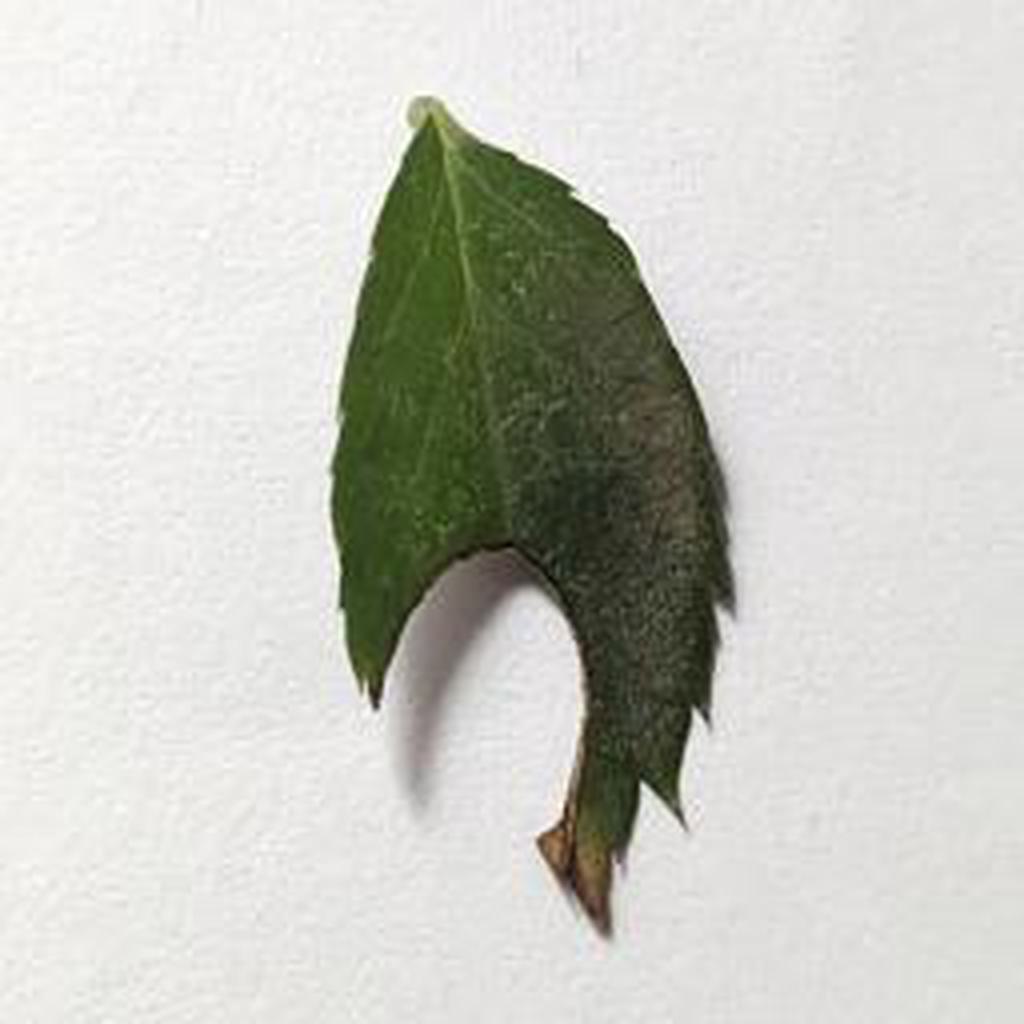 Tidy semi-circular or arc-shaped notches cut from leaf margins (leaf-cutter bee).