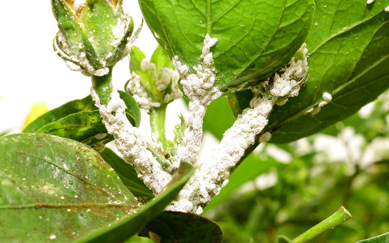 Mealybugs: cottony white masses in leaf axils, cane junctions, young shoots, and the underside of leaves.