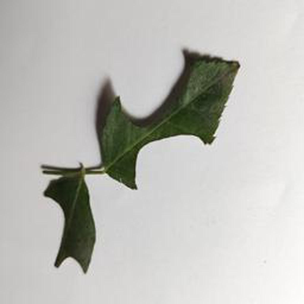 Tidy semi-circular or arc-shaped notches cut from leaf margins (leaf-cutter bee).