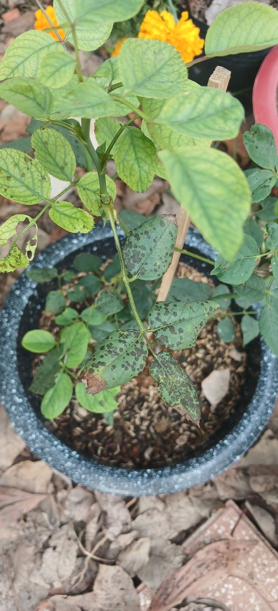 Pale grey spots appear on the leaves in severe cases — this spotting is specific to Mn (it does not occur with Fe or Mg)