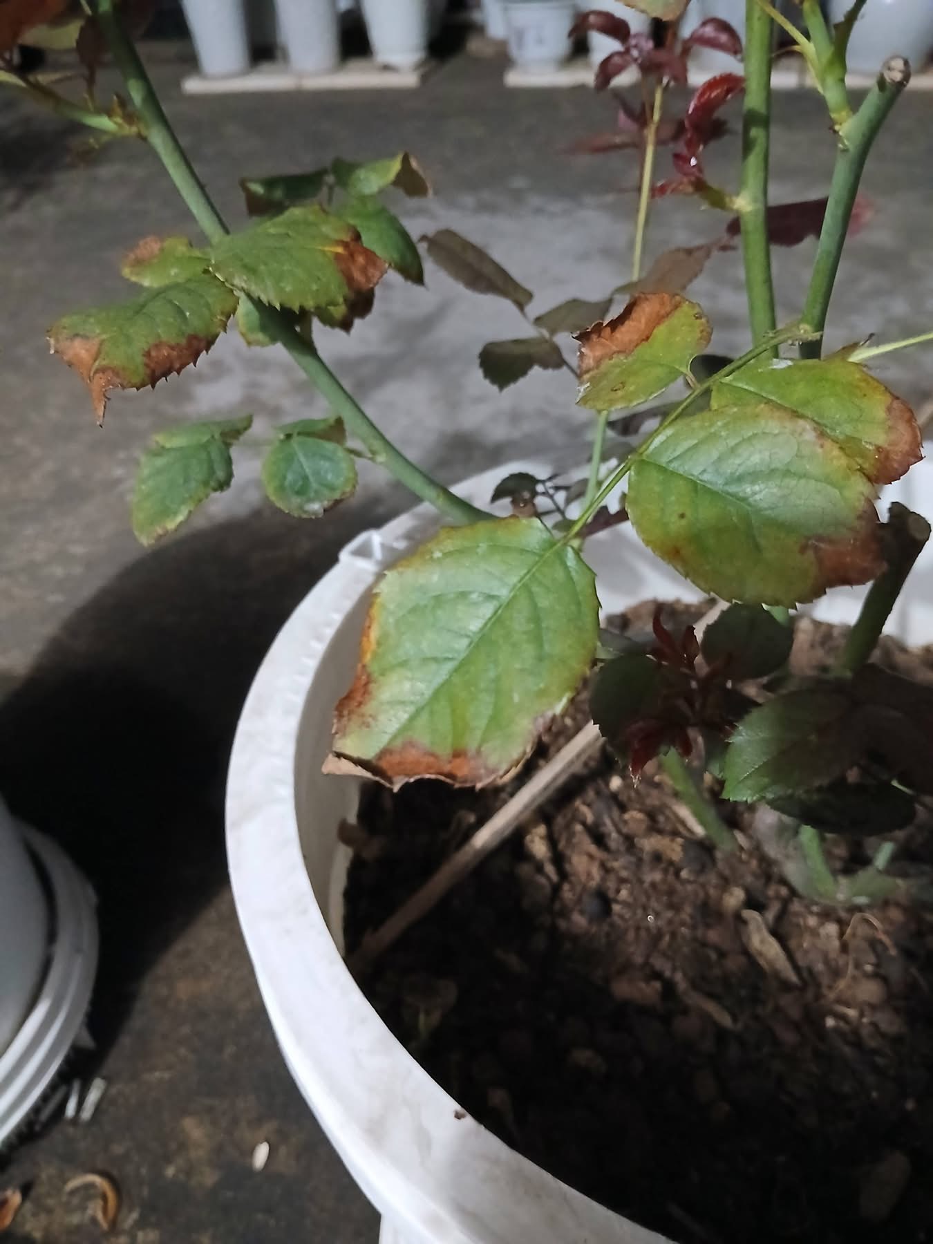 Leaf edges and tips scorch brown and dry abruptly after fertilising