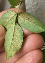 Damage concentrated on the underside of the leaf blade.