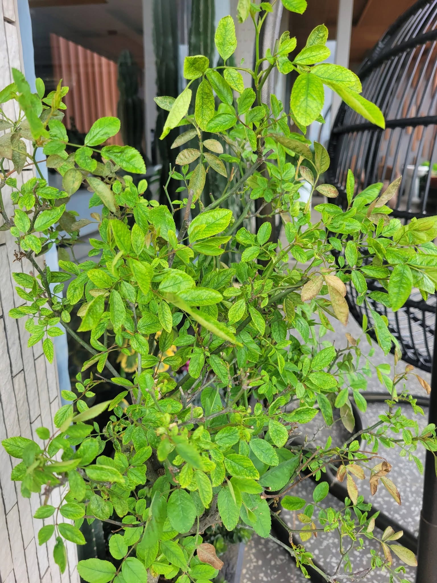 Interveinal chlorosis affects young and mature leaves rather than being restricted to older leaves (unlike N or Mg deficiency)