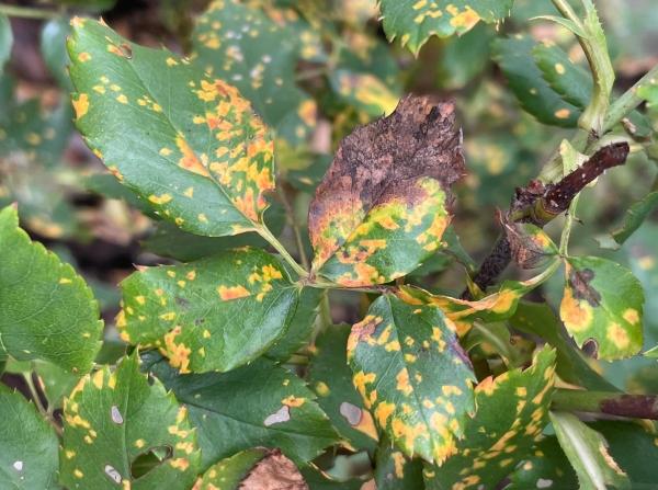 Corresponding yellow patches on the upper leaf surface, mirroring the rust sori below.