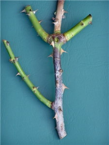 Elongated dark lesions running along the cane, sunken into the bark.