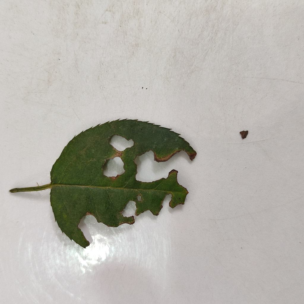 Irregular holes through the leaf blade with veins often left intact (leaf-eating caterpillars).