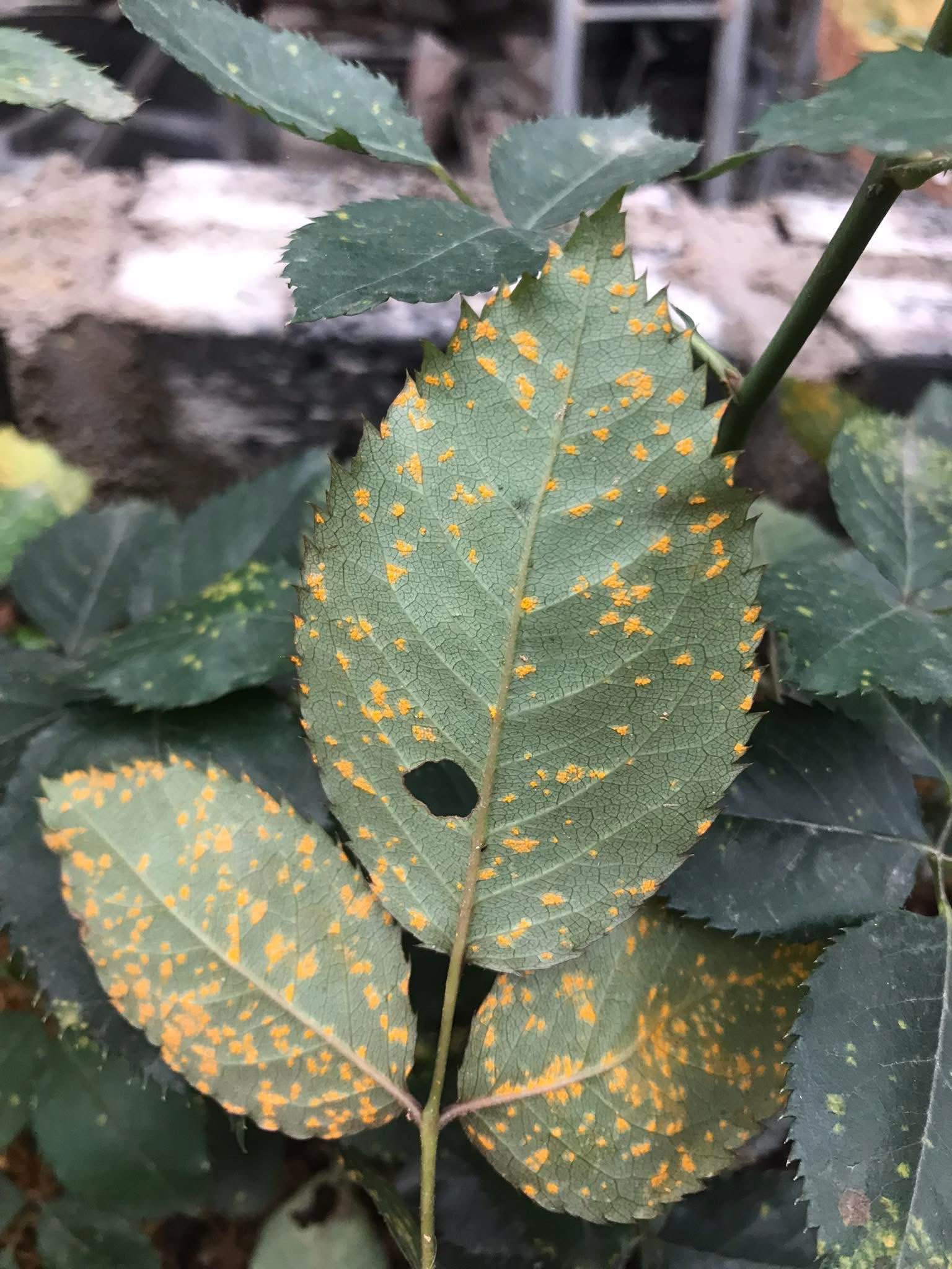 Orange to brown spore pustules (sori) on the underside of the leaf.
