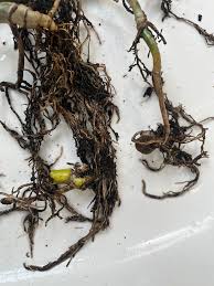Root Rot