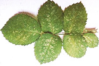 Tiny chlorotic flecks scattered across the upper leaf surface.