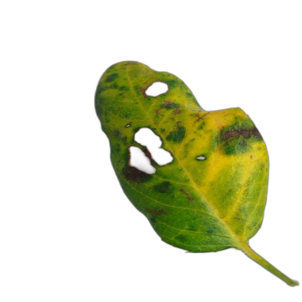Irregular holes through the leaf blade with veins often left intact (leaf-eating caterpillars).