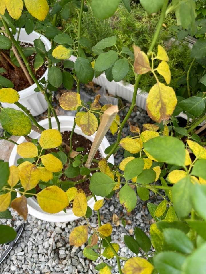 Chlorosis advances from the older (lower) leaves upward — the signature pattern of a mobile-nutrient (N) deficiency