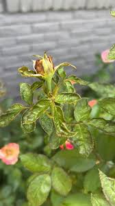 Buds distorted and asymmetrical, failing to open properly because young tissue was fed on while still developing.