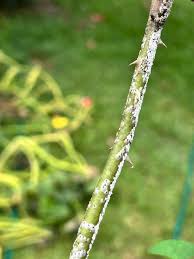 Mealybug
