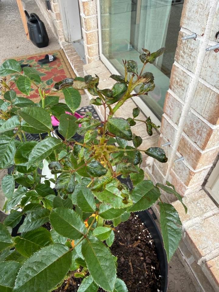 Young shoots and tips turn blackened and curled.