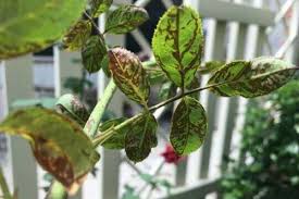 Discoloured leaves with persistent scarring after thrips feeding.