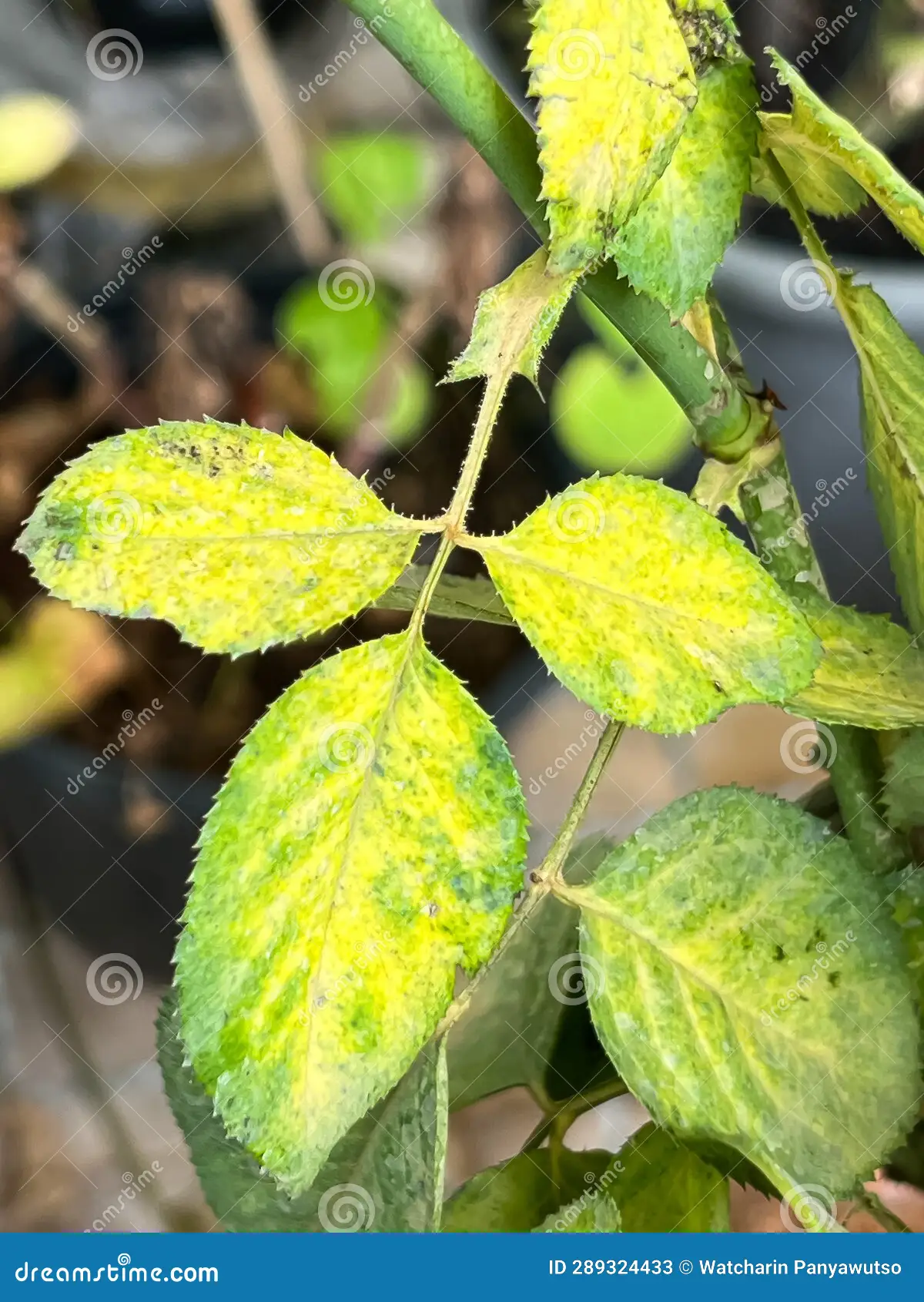 Older (lower) leaves uniformly yellow across the whole blade — a flat, even chlorosis, not patterned along the veins