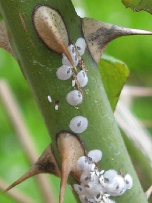 Mealybugs: cottony white masses in leaf axils, cane junctions, young shoots, and the underside of leaves.