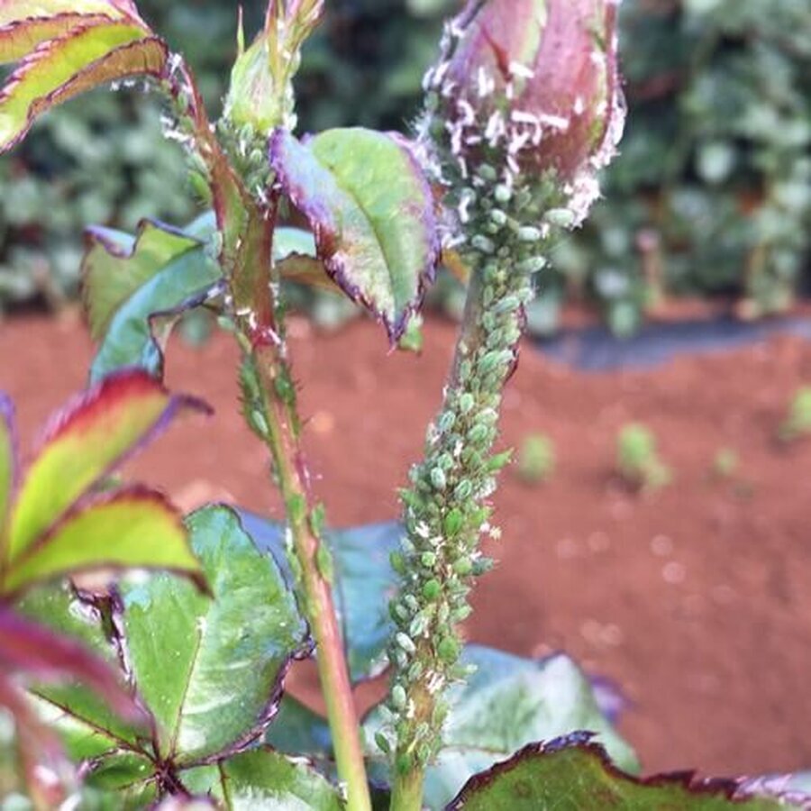 Mealybug