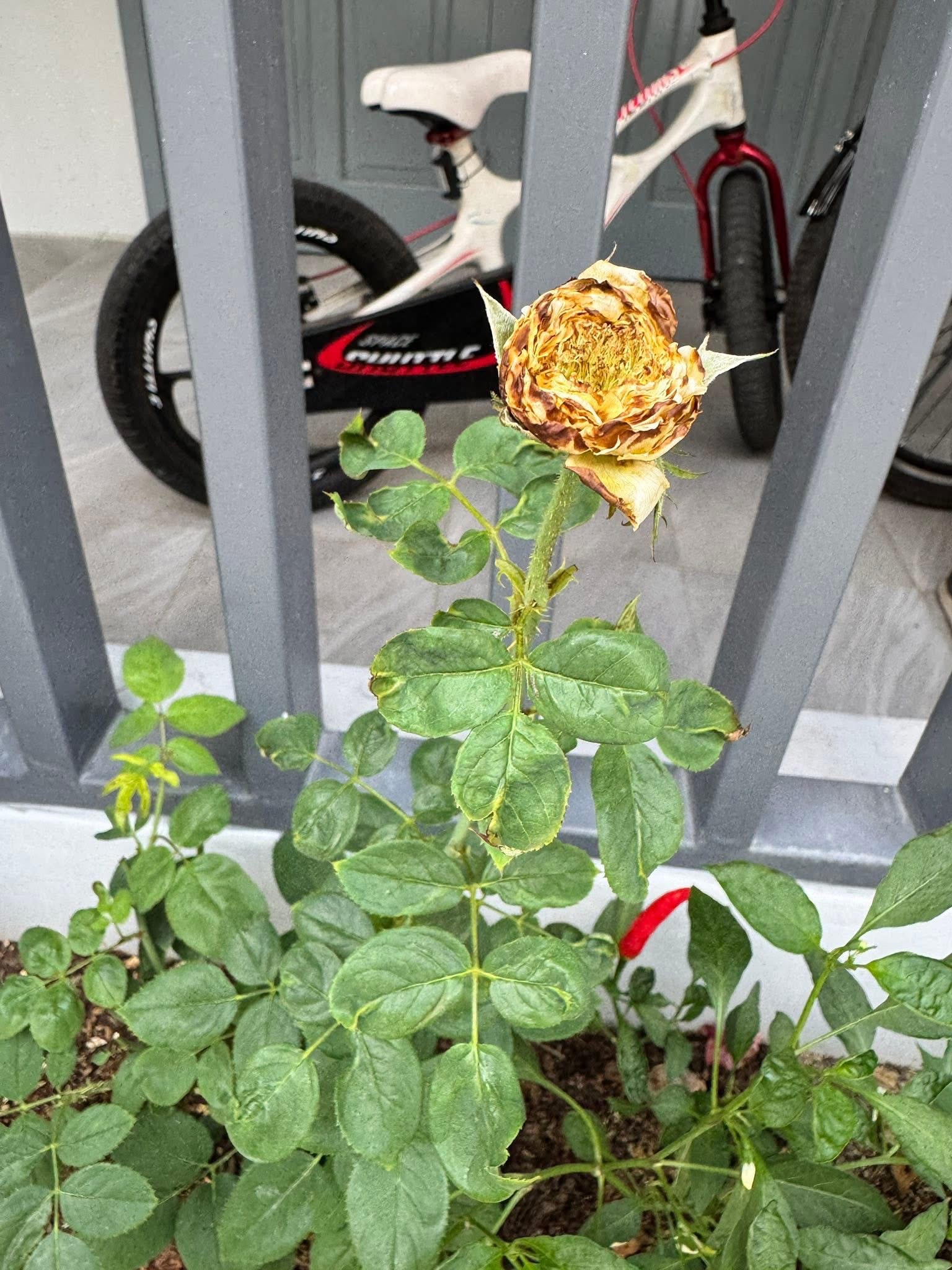 Petals scorched and blackened; flowers wither and rot prematurely.