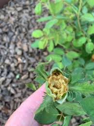 Buds distorted and asymmetrical, failing to open properly because young tissue was fed on while still developing.