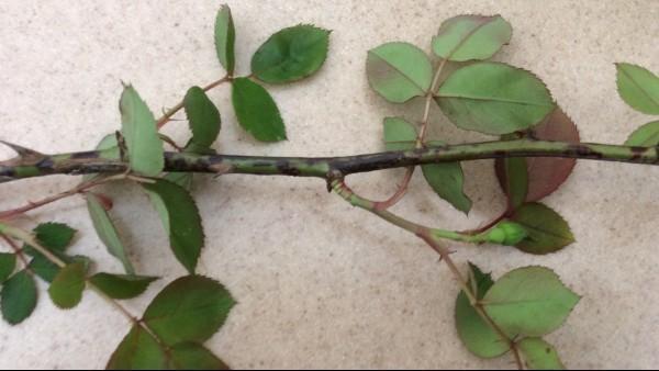 Young shoots and side branches blacken as the disease advances downwards from the main stem.