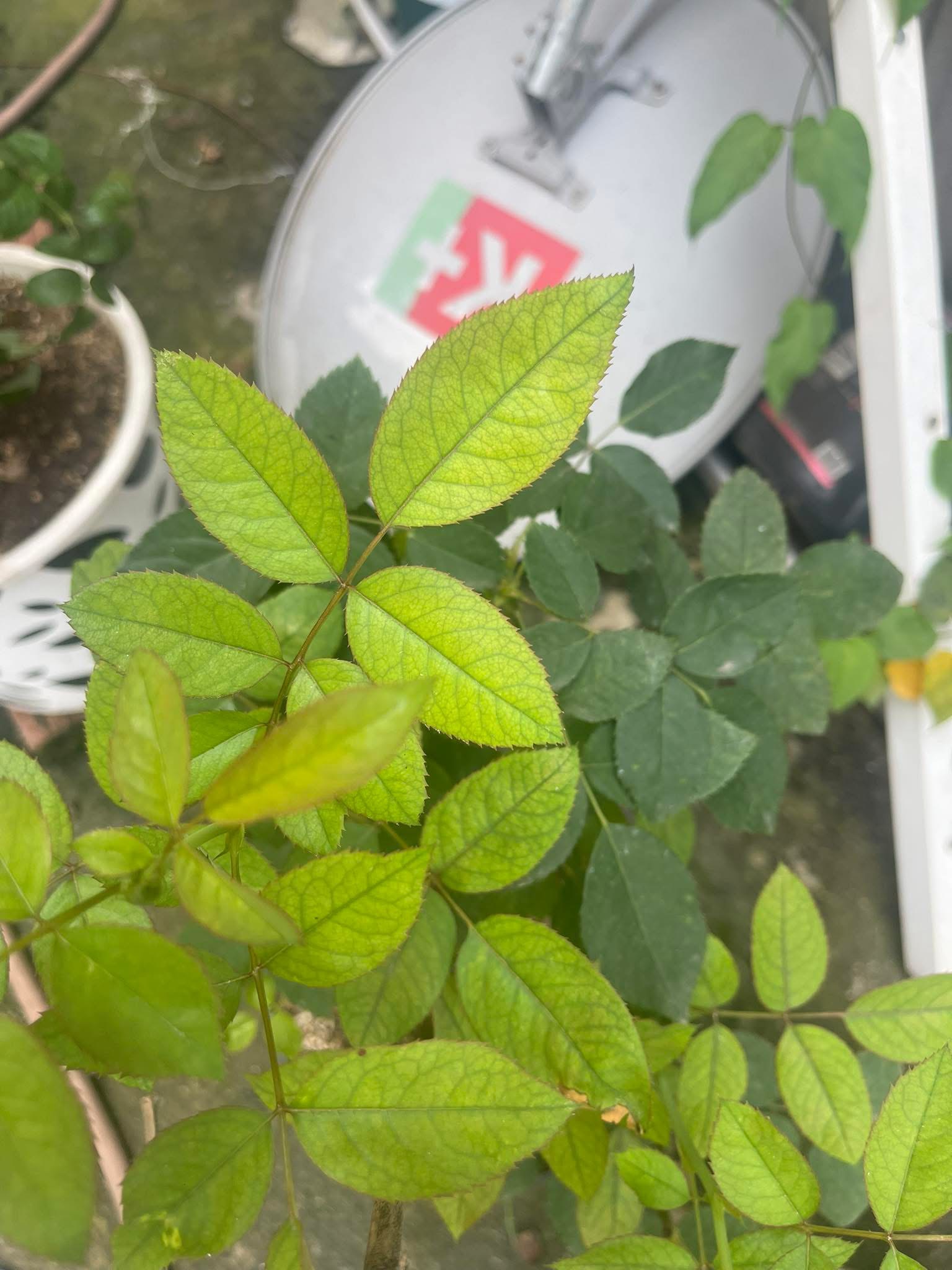 Lá non vàng tươi rõ với gân lá xanh đậm tương phản — đặc trưng Fe (Mn/Mg vàng nhạt đều, không có tương phản gân/thịt rõ)