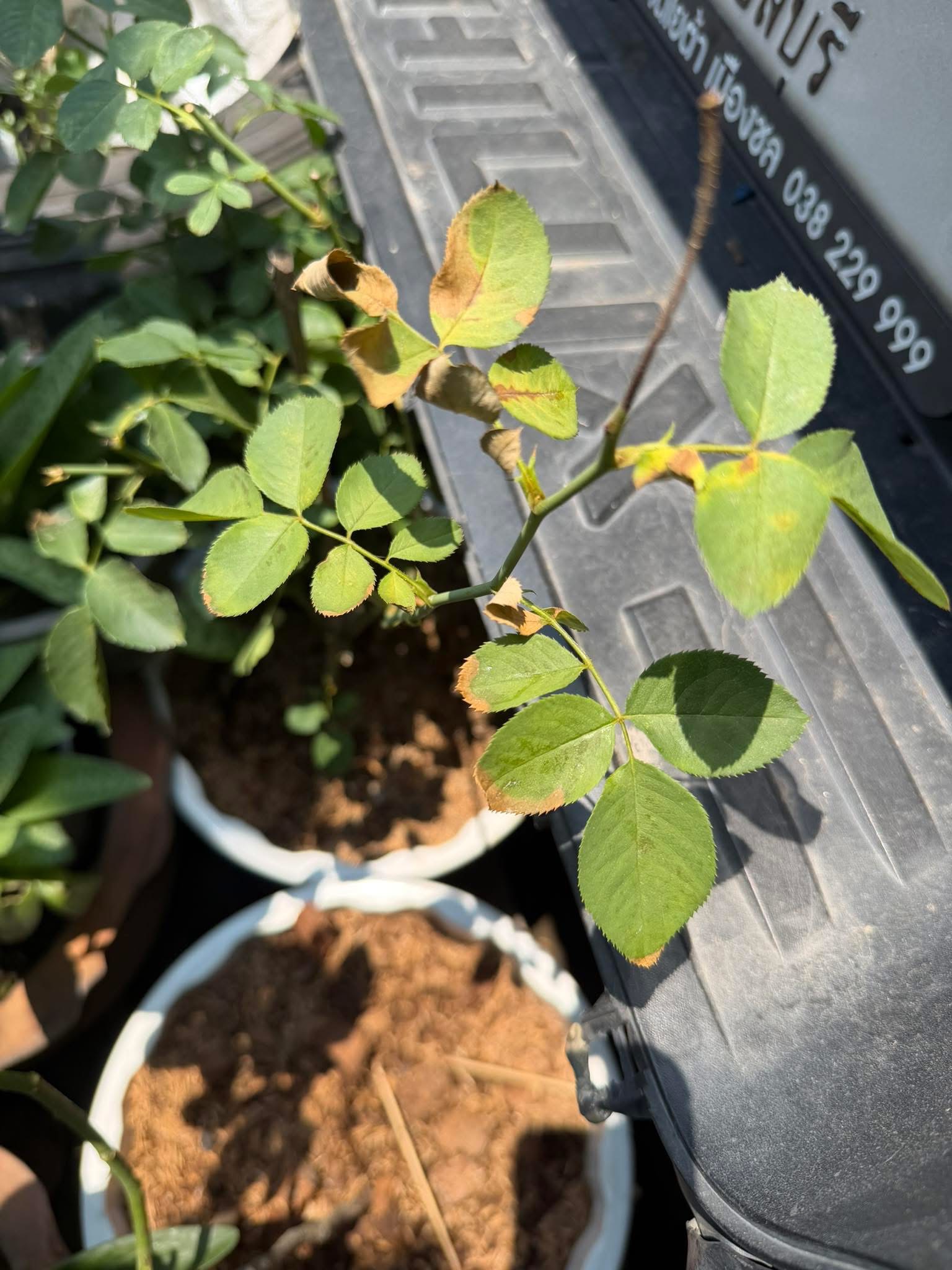 Clearly defined scorch marks on the leaf surfaces that received direct sun, with shaded areas of the same leaf unaffected