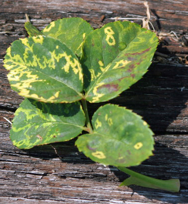 Rose Mosaic Virus