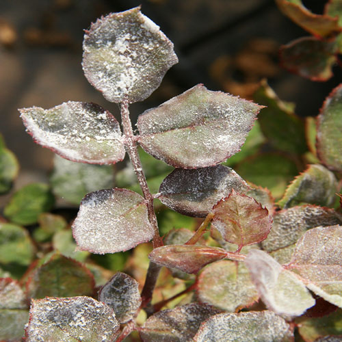 Curling and distortion of the foliage.