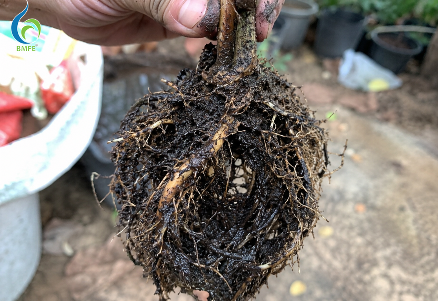 Root Rot