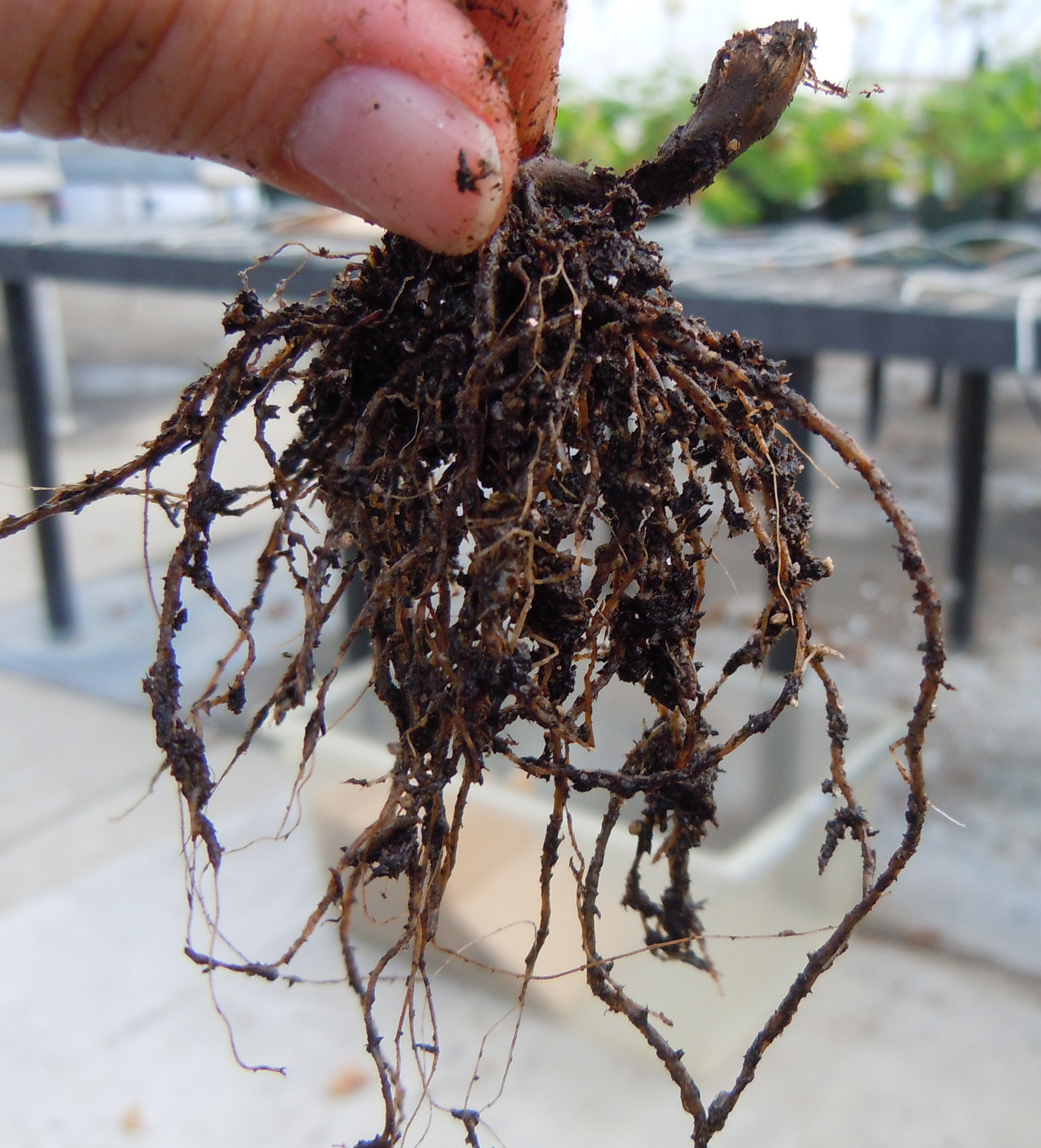 Roots turning black, soft, and foul-smelling.