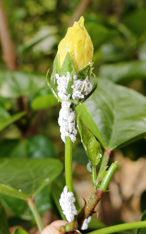 Mealybugs: cottony white masses in leaf axils, cane junctions, young shoots, and the underside of leaves.