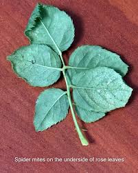 Fine silk webbing on the underside of leaves.