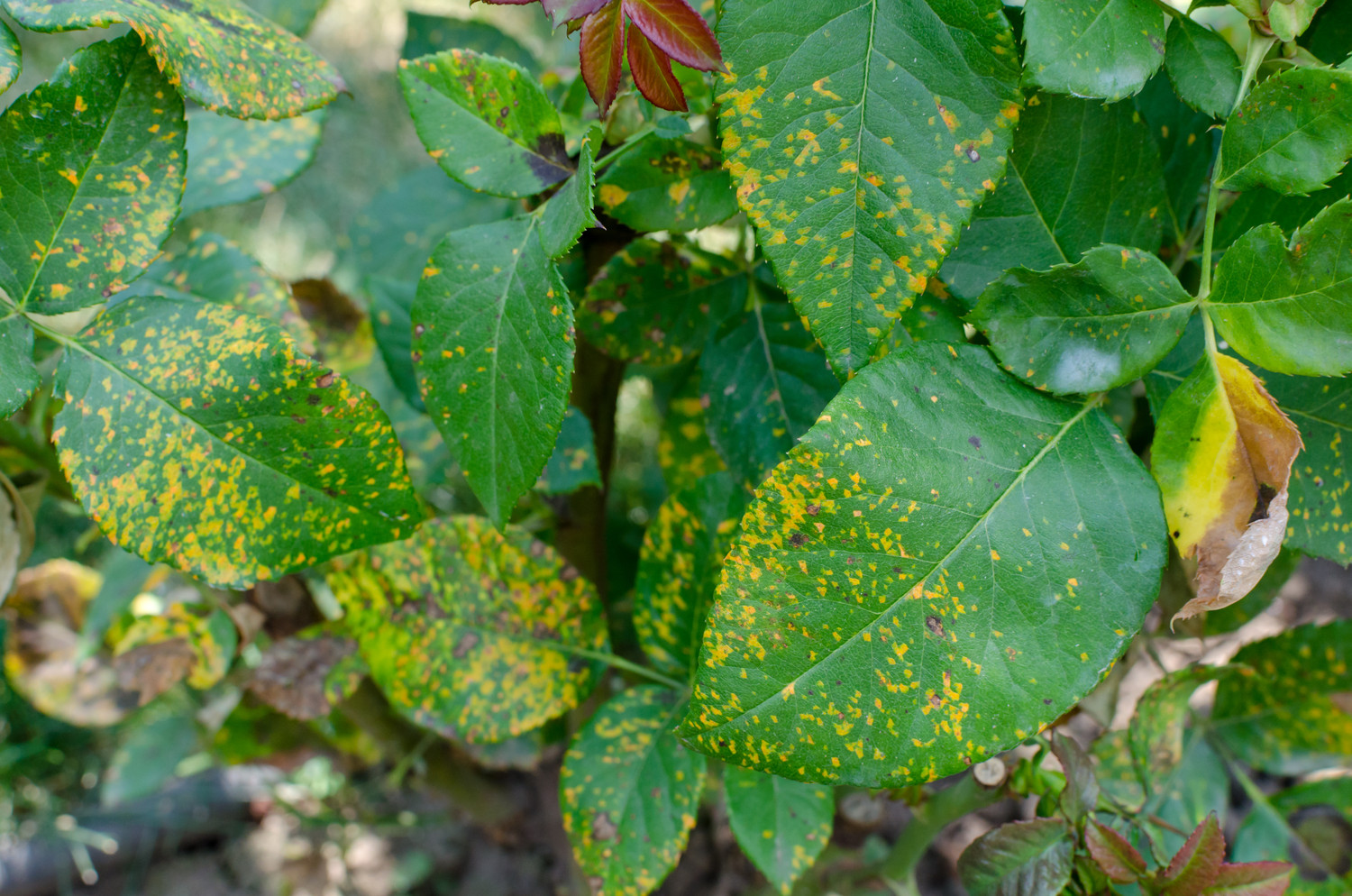 Yellow spots or halo on the upper leaf surface around lesions (especially early-stage before orange spores form)