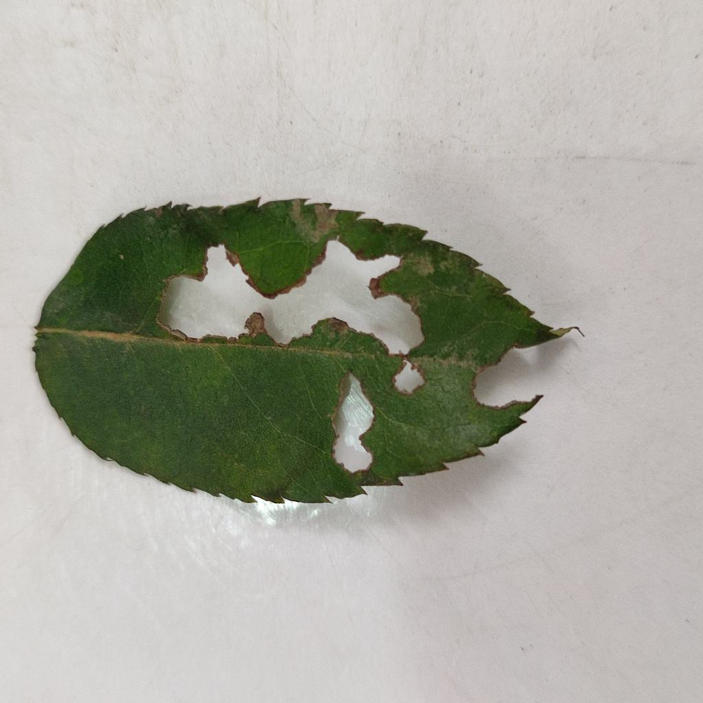 Irregular holes through the leaf blade with veins often left intact (leaf-eating caterpillars).