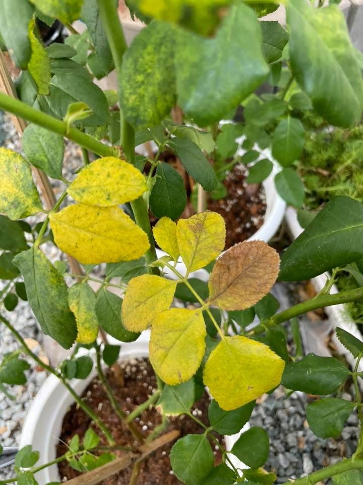 Leaf drop progresses from the base of the plant upward (the plant strips N from old leaves to feed the young)
