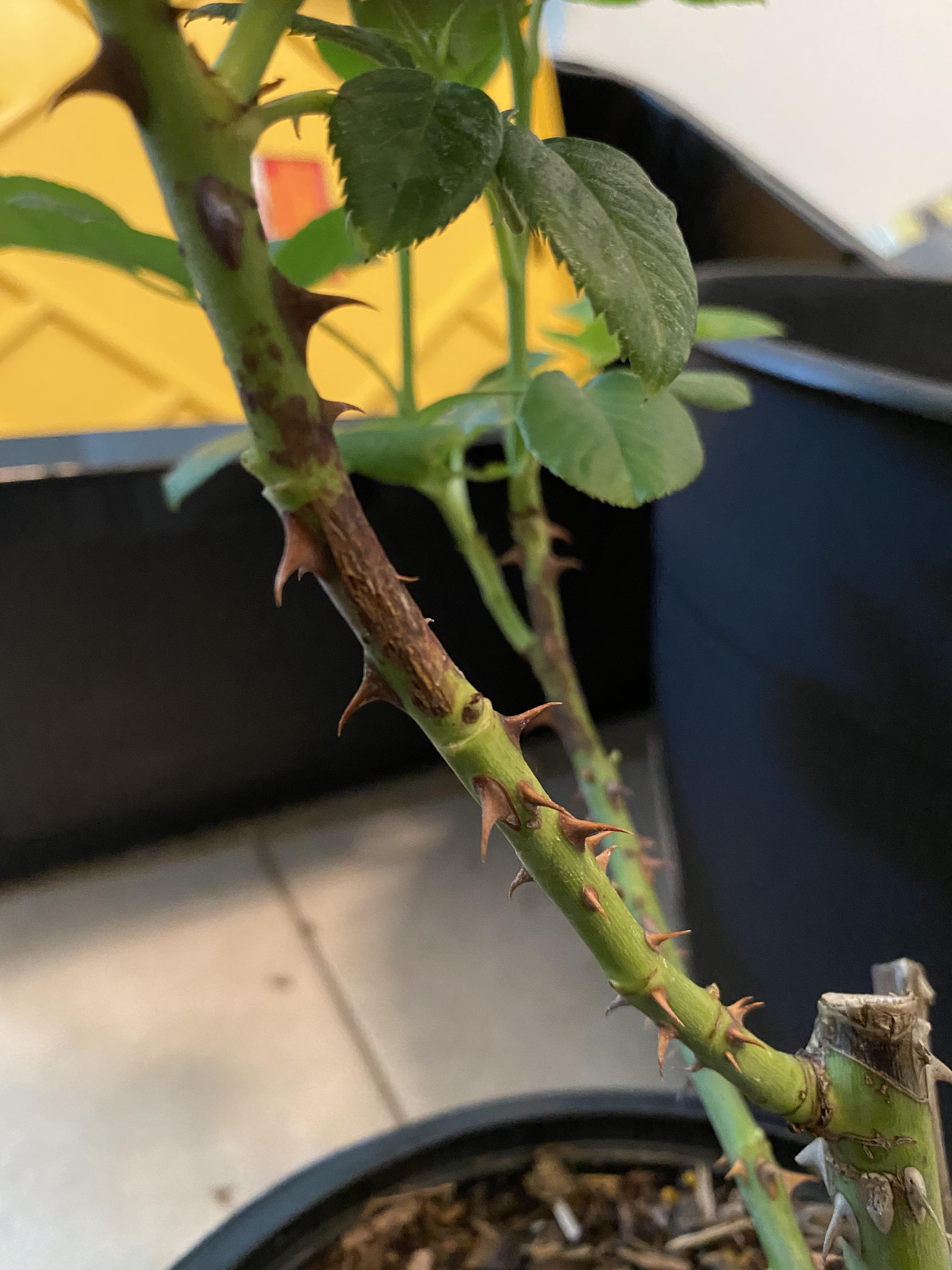 Young shoots and side branches blacken as the disease advances downwards from the main stem.