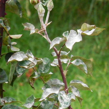 Powdery Mildew