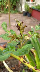 Tip dieback where thrips feeding pressure is heaviest.