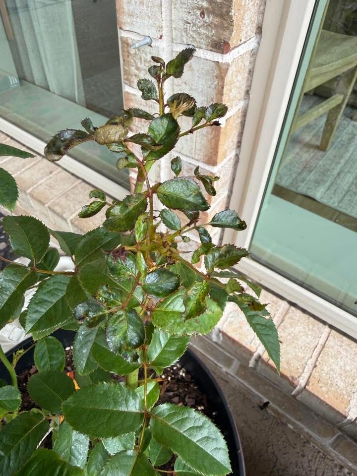 Young shoots and tips turn blackened and curled.