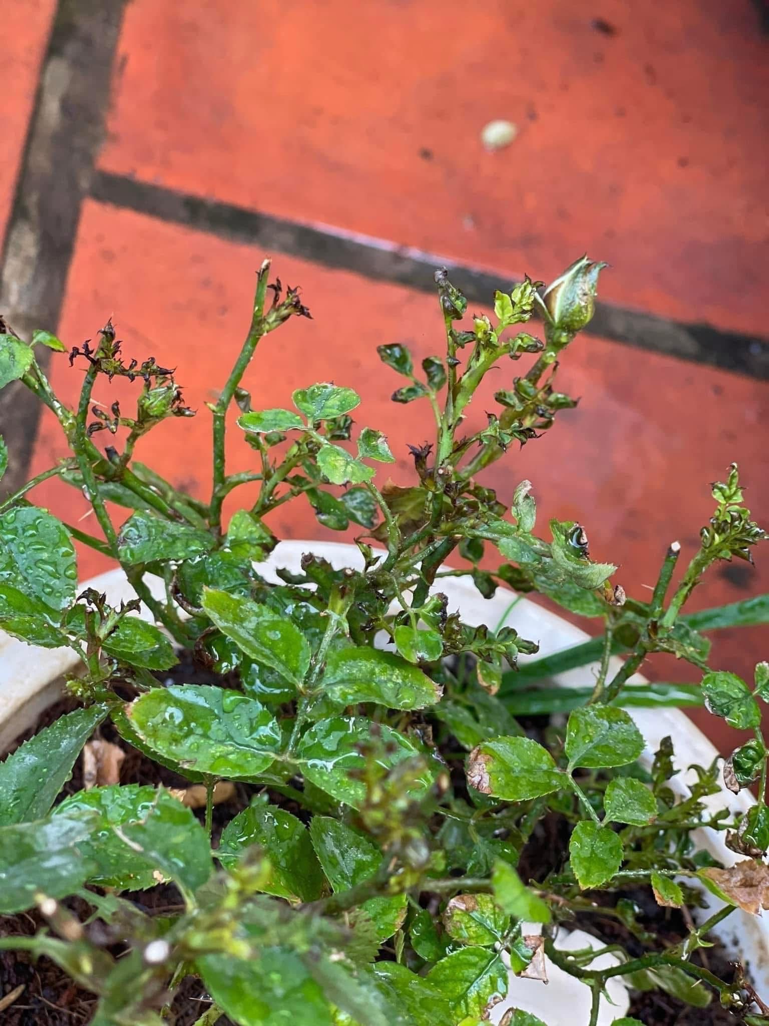 Young shoots and tips turn blackened and curled.
