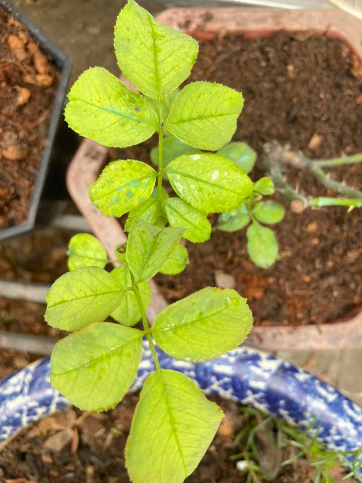 Interveinal chlorosis on young and mid-aged leaves — green veins, pale grey-green to yellow lamina
