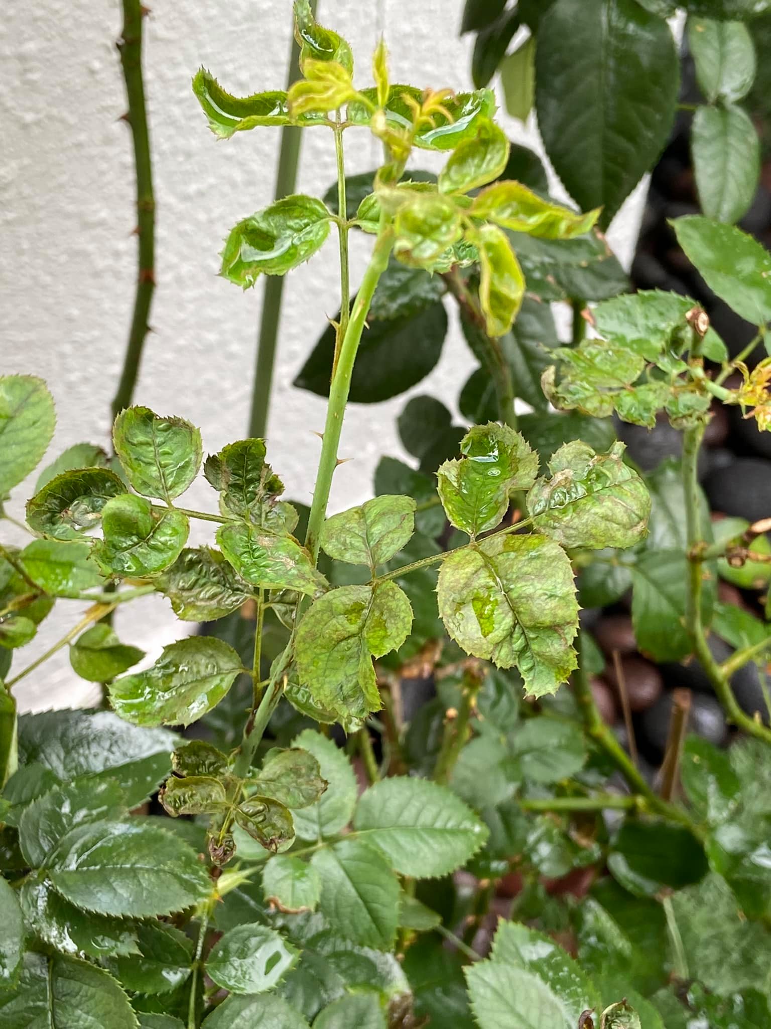 Thrips