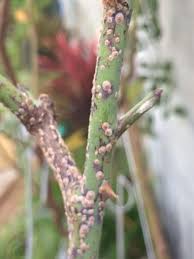 Scale insects: small brown, grey, or white bumps fixed firmly to stems and canes that do not dislodge with light touch.