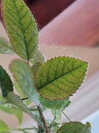 Fine silk webbing on the underside of leaves.