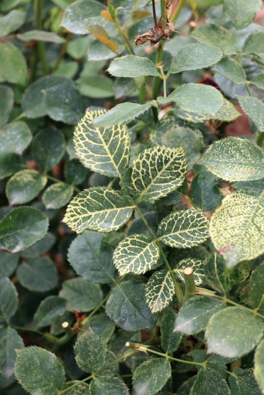 Vein-banding — leaf veins turn yellow against the green background.
