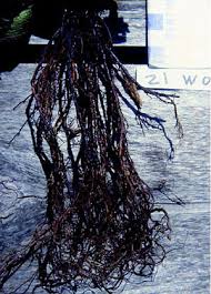 Root Rot