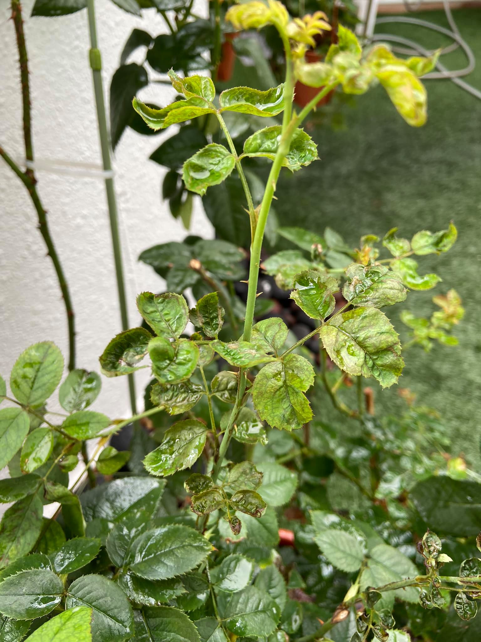 Thrips