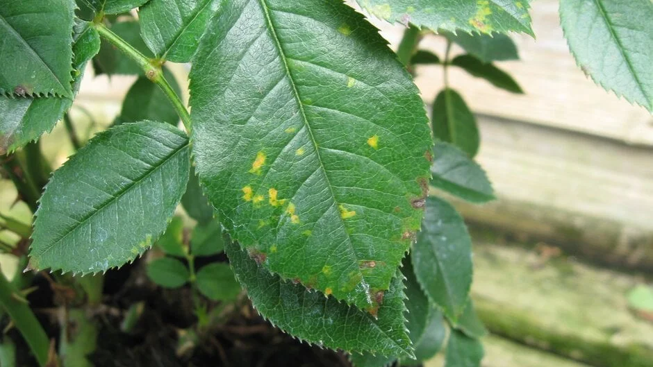 Corresponding yellow patches on the upper leaf surface, mirroring the rust sori below.