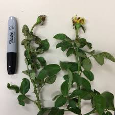 Buds distorted and asymmetrical, failing to open properly because young tissue was fed on while still developing.